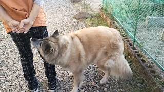 庭をパトロールしていてもばあばのバイタルチェックは欠かさない犬のムーちゃん