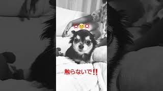 子供が抱っこしようとしたら……。　#チワワ#怒り#犬#愛犬