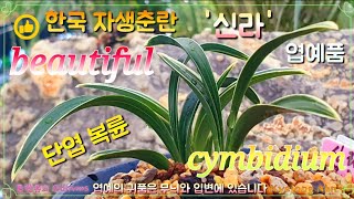 《춘란, 단엽복륜 '신라', history》🌱엽예의 귀품은 무늬와 입변에 있습니다.🪴