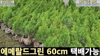 (1차 완판 2차 입고 600주)급매!! 에메랄드그린 분묘(60cm) 딱 일주일만 택배로 발송/ 측백나무 안쪽이 누렇게 되는이유? 영상뒤쪽 5분30초