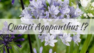 Quante varietà di Agapanthus esistono ? Sono ormai centinaia. Ne vediamo alcune…