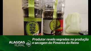 Produtor revela segredos na produção e secagem da Pimenta do Reino