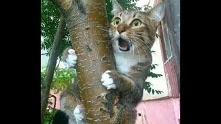😺 Oh my God, what's going on! 🐕 Funny video with dogs, cats and kittens! 🐱