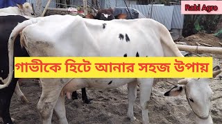 যেকোনো গাভী হিটে আনার সহজ উপায়। কি খাওয়ালে গাভি তাড়াতাড়ি হিটে আসবে।