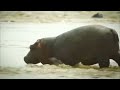 hippo के सबसे खतरनाक हमले most dangerous hippo attacks