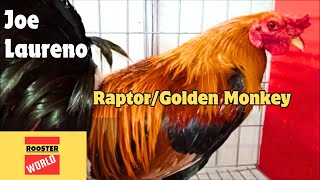 Joe Laureano | IGF Poultry Expo 2022