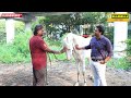 live demo அடடா இந்த horse அப்படியே செத்த மாதிரி நடிக்குது 😱 ps indian 2 pathu thala horse trainer