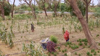 Niger: A Game Changer to Ensure Food Security