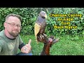 I carve this amazing Eagle from a single black walnut log