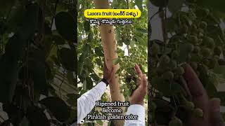 బంకీర్ పండ్లు (Lasora fruit) గుత్తులు, గుత్తులు గా కాసింది. అరుదైన అడవి పండ్ల మొక్క.