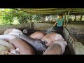 Care for and fatten large herds of pigs quickly, to sell when pig prices are high. ( Ep 300 )