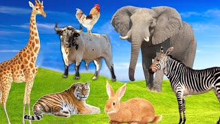 Cute animals sound l Animals sound: Kangaroo, hippo, fox, rhino , Duck, Ostrich, ox