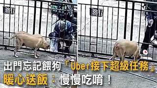 出門忘記餵狗「Uber接下超級任務」 暖心送飯：慢慢吃唷！|狗狗故事|Uber