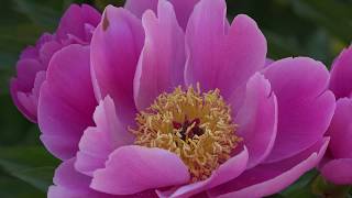 장미와작약( Rose and Peony in 4K Video...UHD)