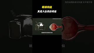 眼球构造是大自然进化的奇迹 #科普一下 #眼睛 #涨知识 #冷知识