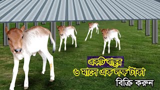 শাহিওয়াল গরুর বাছুর বিক্রি করে ধনী হতে পারেন?