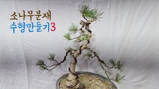 소나무분재 수형 만들기3#소나무 개작#pine bonsai