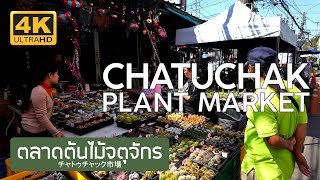 ตลาดต้นไม้จตุจักร 23 มกราคม 2568 Chatuchak Plant Market January 23rd, 2025 チャトゥチャック市場 バンコク タイ