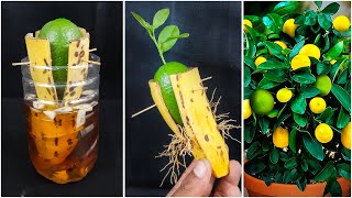 Great idea for grow lemon plant at home from fruit || Best \u0026 easy method for gardening