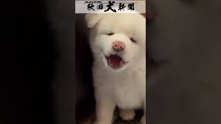 かわいすぎた。梅子の子ども Akita Inu News 【秋田犬新聞】 #Shorts