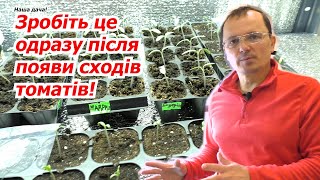 Розсада томатів ніколи не потягнется, якщо з нею так зробити.