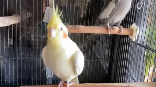 Cockatiel to urge