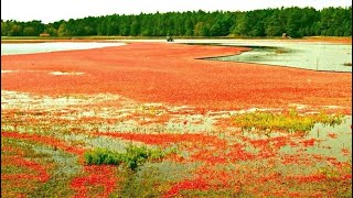 НЕ ОЖИДАЛ ЧТО НА ЭТОМ БОЛОТЕ ПОЛНО ЯГОД! КЛЮКВУ ХОТЬ МЕШКАМИ СОБИРАЙ! КАК БЫСТРО ПЕРЕБРАТЬ ЯГОДУ