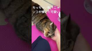 ペットホテルGibeonお泊りニャンコ　もなかちゃん