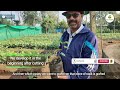 grapes cultivation in nursery द्राक्षाचे रोपे लावण्याची पद्धत