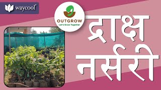 Grapes Cultivation in Nursery (द्राक्षाचे रोपे लावण्याची पद्धत)