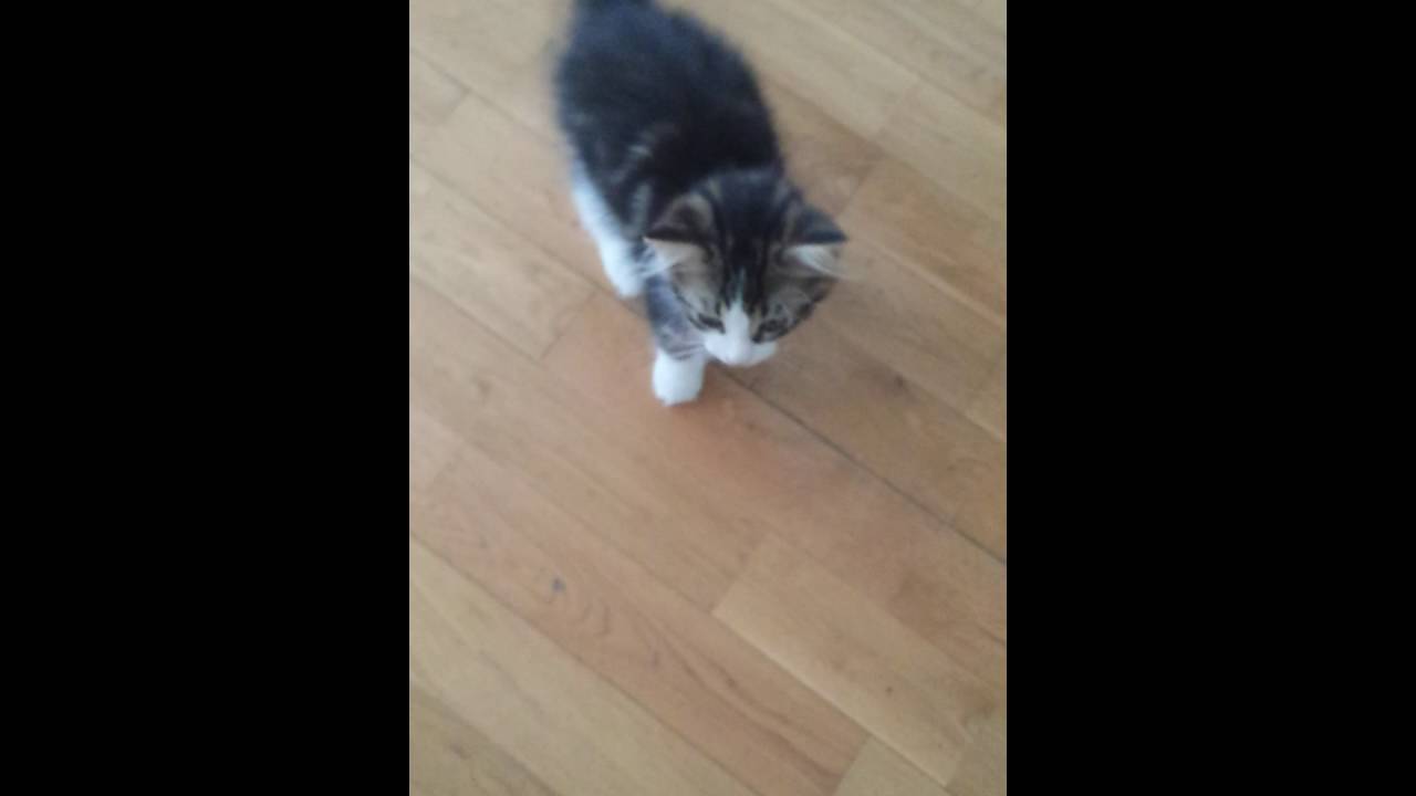 Cute Baby Kitten Crying Whining Youtube