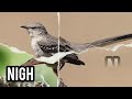 bird song learn about birds toddler series learn birds name with phonic song abc to z