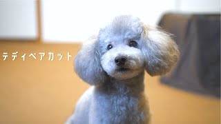 🐶トリミングでテディベアカットになった犬が可愛スギィィィ（語彙力）【トイプードルのトリミング】