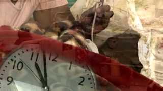 LIFE Before Death Morphine: Demand & Supply