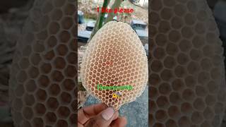 Honeycomb 🐝 honey bee farming proses 🐝 subscribe more videos #shorts #honey