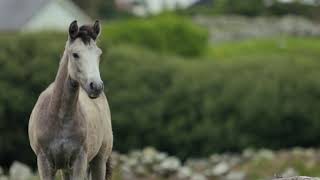 Bustling animal world sounds horse