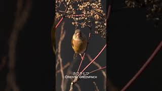 カワラヒワ Oriental Greenfinch