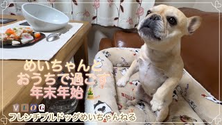 【フレブルのいる暮らしvlog】めいちゃんとおうちで過ごす３回目の年末年始🎍元気に楽しく毎日を過ごしてくれる事が願いです🤲今年もゆるい日常動画ですがよろしくお願いします✨