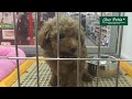 ユアぺティア藤沢店 トイプードル（レッド）男の子 2015 11 21