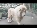 White Lion Bubble Scare!