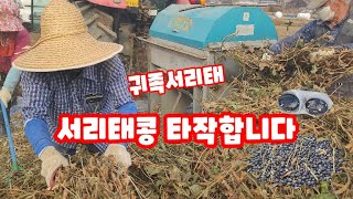 서리태 탈곡 귀족서리태 수확 속청 꿀항아리농장