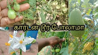 நம்ம தோட்டம் சுற்றி இவ்வளவு தக்காளியா