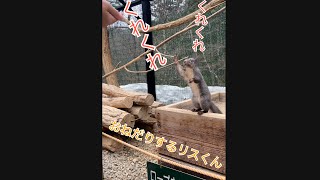 おねだりするリス / リスの森飛騨山野草自然庭 / リスの森 / Sciurus vulgaris orientis / japan