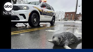 Lost baby seal was found wandering the streets of Connecticut city