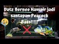 #15 #BukakPlastik Beli Datz Borneo,Hampir di Makan Peacock Bass!!!! :