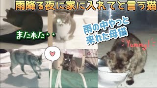 雨だし家に入れてと言う野良猫★雨降る庭から威嚇声‼️正体は？★縄張り・子猫・サビ猫