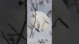 Willow Ptarmigan