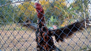 ไก่พม่า  พาชมของดี นานๆมาทีครับ