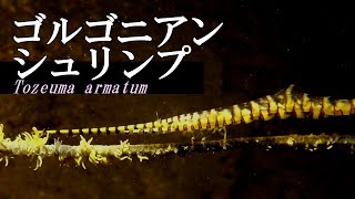 【 ゴルゴニアンシュリンプ 】恐怖のアイドル　Tozeuma armatum