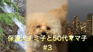 [保護犬チミ子とママ子]ゆるい日常#3|はじめての山ガール|ミニハイキング、デイキャンプ、おかえりチミ子